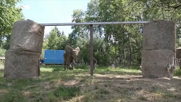 L'elefante Bubi