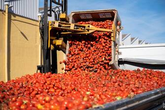 epa10826484 Workers load trucks with ripe tomatoes in Bunol (Castellon), eastern Spain, 29 August 2023, in preparation for Bunol's traditional 'Tomatina' fiesta. As every year on the last Wednesday of August, thousands of people are expected to visit the small village of Bunol to attend the Tomatina, a battle in which tons of ripe tomatoes are used to throw at each other. Around 120,000 kilograms of tomatoes will be thrown.  EPA/ANDREU ESTEBAN