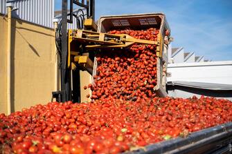 SPAIN TRADITION TOMATINA