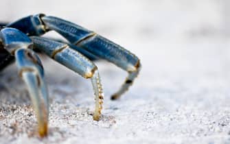 Three blue crab legs stand on a rock,close up