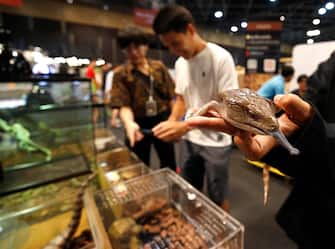 epa10861812 A blue tongue skinks is displayed for sale as exotic pets at T-REX Thailand Reptile Expo in Bangkok, Thailand, 15 September 2023. The T-REX Thailand Reptile Expo is a trade showcase exhibiting hundreds of reptiles and exotic animals breeders to sell the reptile as exotic pets for enthusiasts.  EPA/RUNGROJ YONGRIT