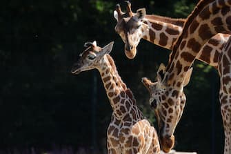 GERMANY ANIMALS GIRRAFE BERLIN TIERPARK ZOO