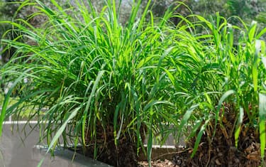 La citronella