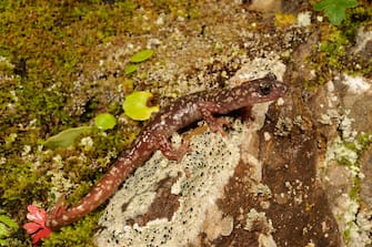 Sarrabus Cave Salamander (Speleomantes sarrabusensis), on stone with lichens, Italy, Sardegna, Sarrabus Gebirge