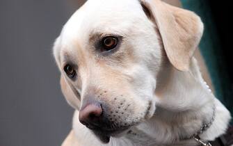 20061011 - ROMA - CRO -  DISABILI: PRIMA GIORNATA NAZIONALE CANE GUIDA PER CIECHI. Dafne, un cane di razza Labrador addestrato per non vedenti, oggi a Roma in via Borgognona in occasione della prima 'Giornata nazionale cane guida per ciechi'. GIULIA MUIR - ANSA - I52