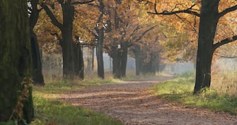 autumn oak alley in park, wide photo