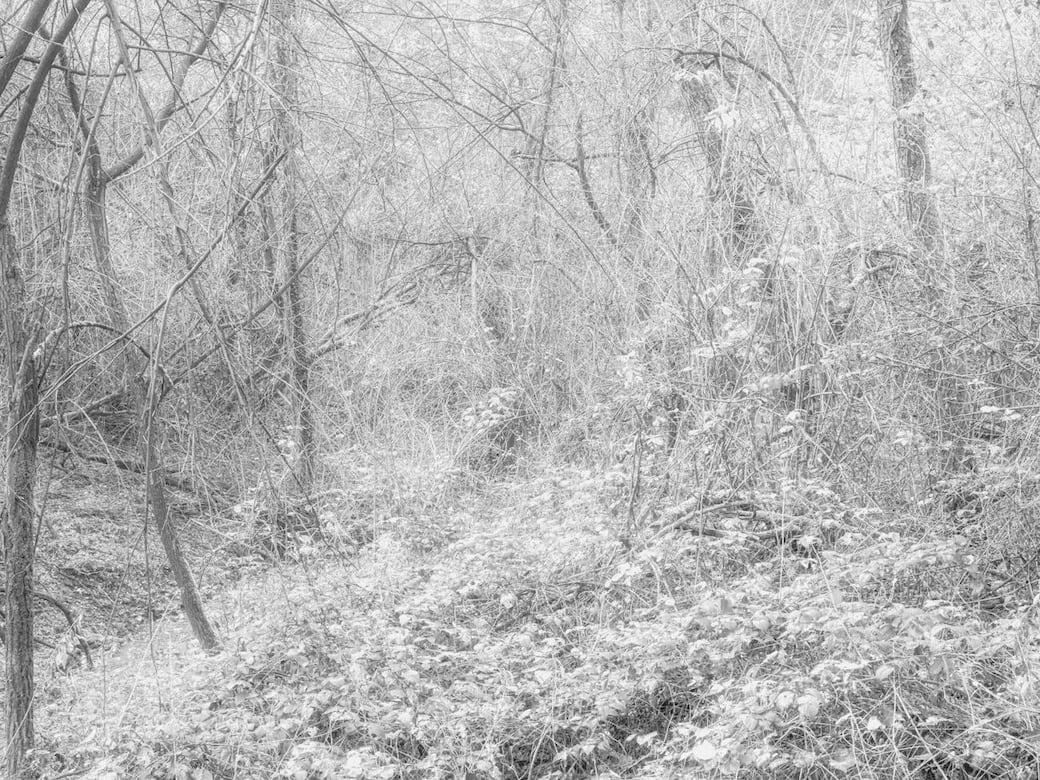 Olga Cafiero, dal progetto Cultus Langarum, 2025