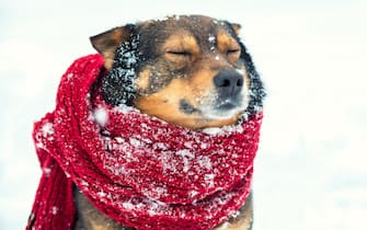 Portrait of a dog with knitted scarf tied around the neck walking in blizzard in the forest