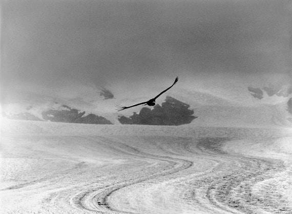 Un condor sul ghiacciaio Perito Moreno, Campo de Hielo, Patagonia, Argentina, 2007 © Sebastião Salgado/Contrasto
