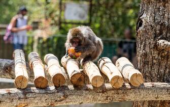 Bioparco, cibo fresco per gli animali contro il caldo