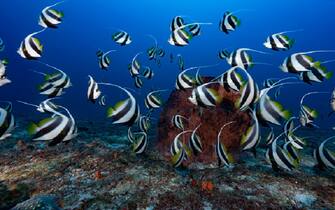 2017, INDIAN OCEAN - DECEMBER 2017: School of pennant coralfish (Heniochus acuminatus) in the waters of Mayotte Marine Natural Park on December 05, Mozambique Channel, Comoros archipelago, Indian Ocean. Created in 2010, the Mayotte Marine Natural Park is the first to have been created by France overseas. Underwater life is dense. (Photo by Alexis Rosenfeld/Getty Images)