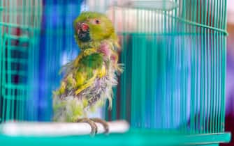 epa10927494 A rose-ringed parakeet rest in a cage at a collection point for abandoned animals, in Bet Kama Kibbutz, Israel, 19 October 2023. Volunteers of the of the 'Brothers in Arms' reservist group search and rescue abandoned animals after attack carried out by Hamas on 07 October. 'Brothers in Arms' have taken care of 200 dogs in five days, according to the information of the organisation. More than 3,500 Palestinians and 1,400 Israelis have been killed according to the Palestinian Health authority and the Israel Defense Forces (IDF) since Hamas militants launched an attack against Israel from the Gaza Strip on 07 October.  EPA/HANNIBAL HANSCHKE