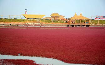 Breathtaking Panjin Red Beach in NE China