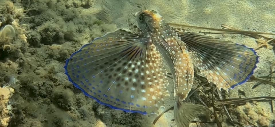 Civetta di mare avvistata nei fondali di Sciacca