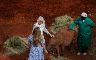 epa10952720 Britain's Queen Camilla speaks with Angela Sheldrick and keeper Edwin Lusichi next to a calf at the Sheldrick elephant orphanage on the outskirts of Nairobi, Kenya, 01 November 2023. Britain's King Charles III and his wife Queen Camilla are on a four-day state visit starting on 31 October 2023, to Nairobi and Mombasa. This will be the first official visit by Their Majesties to an African nation and the first to a commonwealth member state since their coronation in May 2023.  EPA/THOMAS MUKOYA / POOL