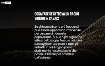 Ragno violino