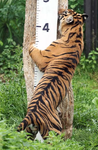 epa10817485 A Sumatran Tiger claws at a measuring stick at London Zoo in London, Britain, 24 August 2023. Animals at the London Zoo are measured and weighed annually to check on their health and wellbeing.  EPA/NEIL HALL