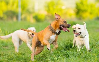 Horizontal image of three dogs playing in a green field in a sunny afternoon