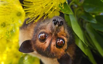 These smart and inquisitive megabats feed on fruit and nectar.  Here seen feeding on native Australian Golden Penda blossoms. A threatened species, it lives in Australia's north-eastern region of Queensland.
