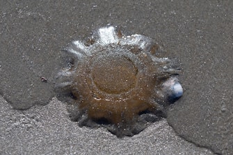 USA NATURE LIONS MANE JELLYFISH
