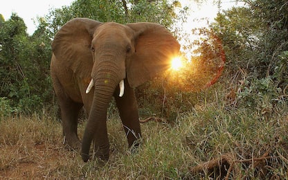 Elefanti, in Gabon uccisi 25mila esemplari in 10 anni