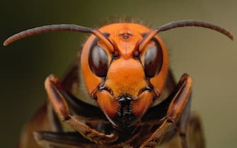 Close up of Japanese giant hornet.