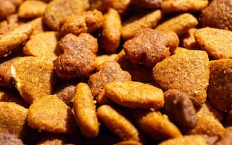 Macrophotography of a dry food for dogs.