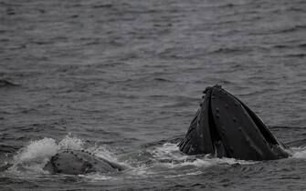 ANTARCTICA - FEBRUARY 08: Humpback whale is seen on at Ardley Island that hosts many bird species and penguins, located in the north of Antarctic Peninsula as part of 7th National Antarctic Science Expedition which is carried out with the 19-person scientific delegation that participated in the 34-day trip under the coordination of the Scientific and Technological Research Council of Turkiye (TUBITAK) MAM Polar Research Institute with the joint responsibilities of the Turkish Presidency and Ministry of Industry and Technology, Antarctica on February 08, 2023. The temporary Turkish Science Camp is located near Horseshoe Island at 68 degrees south latitude. The 80-meter Chilean-flagged research ship "Betanzos," which has been used as living quarters for roughly a month, is where the Turkish science team accomplished all of their scientific experiments. Turkish scientific team, who shed light on the future of the World, had chance to understand interdisciplinary cooperation potential by presenting to the expedition team about their area of study during the voyage, which lasted for roughly a month. Throughout the scientific excursion, numerous glaciers and icebergs were observed. (Photo by Sebnem Coskun/Anadolu Agency via Getty Images)