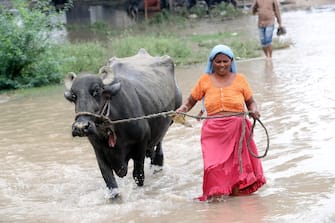 epa10739228 An Indian woman wades through the flooded water with her cattle in Yamuna river Delhi, India, 11 July 2023. Thousands of People living in Yamuna low-lying area shifted to safer places as water level increases as Yamuna crosses danger mark and Delhi continues to be on high alert.  EPA/HARISH TYAGI