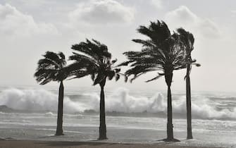 epa10955047 The strong wind shakes palm trees at a beach in Almeria, southern Spain, 02 November 2023. Storm Ciaran, a high-impact storm originated in the United Kingdom, on 02 November triggered warnings throughout Spain, except in the Canary Islands, due to rain, gusts of wind of up to 110 km/h and maritime storms.  EPA/Carlos Barba