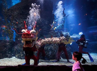 epa11130712 A young visitor watches scuba divers performing an underwater dragon dance during a special seasonal performance to celebrate the upcoming Chinese Lunar New Year at Sea Life Bangkok Ocean World aquarium in Bangkok, Thailand, 06 February 2024. The Chinese Lunar New Year, also called the Spring Festival, falls on 10 February 2024, marking the start of the Year of the Dragon.  EPA/RUNGROJ YONGRIT
