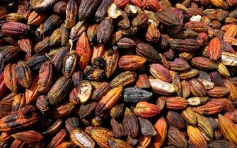 CERRITOS, COLOMBIA - JULY 24, 2021: In a ten hectare farm by the name of Cacaotera of Maracay the harvested cacao fruits are cracked and peeled and then the seeds are sent for fermentation process on July 24, 2021 in Cerritos, Colombia. The cocoa tree is a small evergreen tree its seeds, cocoa beans make chocolate liquor, cocoa solids, cocoa butter and chocolate. The production of Cacao or Cocoa is on the rise in Colombia and is expected to generate many jobs for people. (Photo by Kaveh Kazemi/Getty Images)