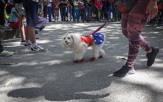 A dog dressed as Wonder Woman takes part in a costume parade during carnival in Caracas, Venezuela on February 19, 2023. (Photo by Javier Campos/NurPhoto via Getty Images)