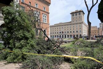 Il pino secolare crollato in piazza San Marco, adiacente a piazza Venezia a Roma, 13 luglio 2023.  ANSA/ETTORE FERRARI  (albero, alberi, pini, caduto, caduti)