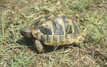 UNSPECIFIED - OCTOBER 28:  Hermann's tortoise (Testudo hermanni) on grass  (Photo by DEA / M. PIZZIRANI/De Agostini via Getty Images)