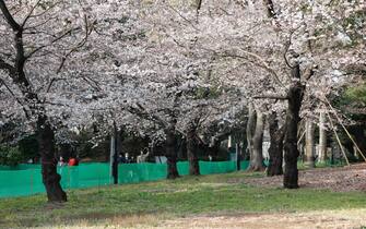 giappone