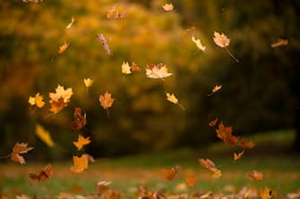 Colorful autumn leaves falling from trees with gusts of wind. Outdoor photo