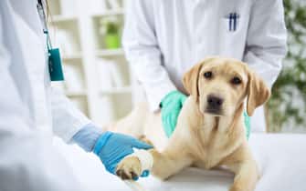 veterinario cane