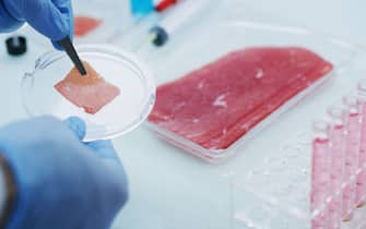 Close up of a scientist is checking the cultured artificial meat sample in a modern laboratory.