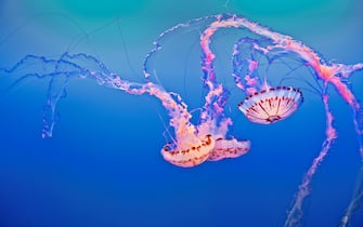 Meduse