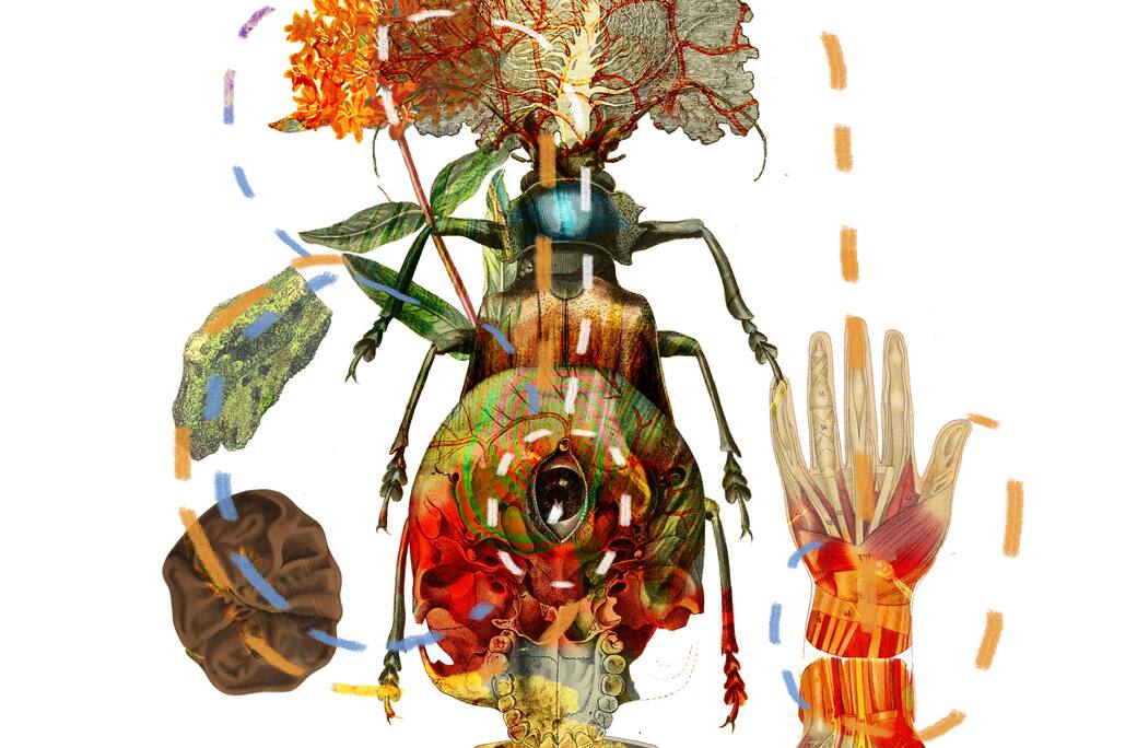 Anatomia_Vegetale_Prossima_Metamorfosi_Marche_PT_2024_(1)_(1).jpeg