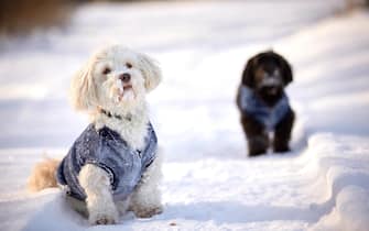 Havanese dog waiting and watching in snow in wintertime in the park outside