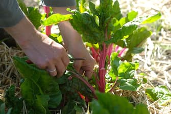 FORRES, SCOTLAND - MAY 16: A gardener harvests beet greens at the Cullerne Gardens of Findhorn Foundation's Park Ecovillage on May 16, 2018 in Forres, Scotland, United Kingdom. The Findhorn Foundation has two main sites: The Park next to Findhorn Village and Cluny Hill in Forres. The foundation is a spiritual community, an ecovillage and a learning centre, offering a broad range of holistic workshops and events, as they work in co-creation with the intelligence of nature.  (Photo by Yuriko Nakao/Getty Images)