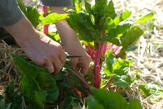 spesa FORRES, SCOTLAND - MAY 16: A gardener harvests beet greens at the Cullerne Gardens of Findhorn Foundation's Park Ecovillage on May 16, 2018 in Forres, Scotland, United Kingdom. The Findhorn Foundation has two main sites: The Park next to Findhorn Village and Cluny Hill in Forres. The foundation is a spiritual community, an ecovillage and a learning centre, offering a broad range of holistic workshops and events, as they work in co-creation with the intelligence of nature. (Photo by Yuriko Nakao/Getty Images)