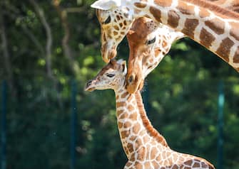 GERMANY ANIMALS GIRRAFE BERLIN TIERPARK ZOO