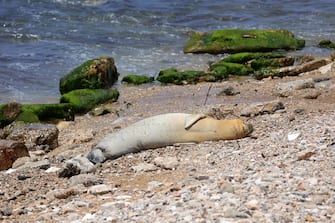 epa10624552 A Mediterranean Monk seal seen laying at Jaffa beach in Tel Aviv, Israel, 13 May 2023. According to the Israel Nature and Parks Authority, this is the first time that a Mediterranean Monk seal has been seen on the beach in Israel. According to the Nature and Parks Authority, the seal population is estimated at about 700 individuals, most of which are found on the coast of Cyprus, Turkey and Greece.  EPA/ABIR SULTAN