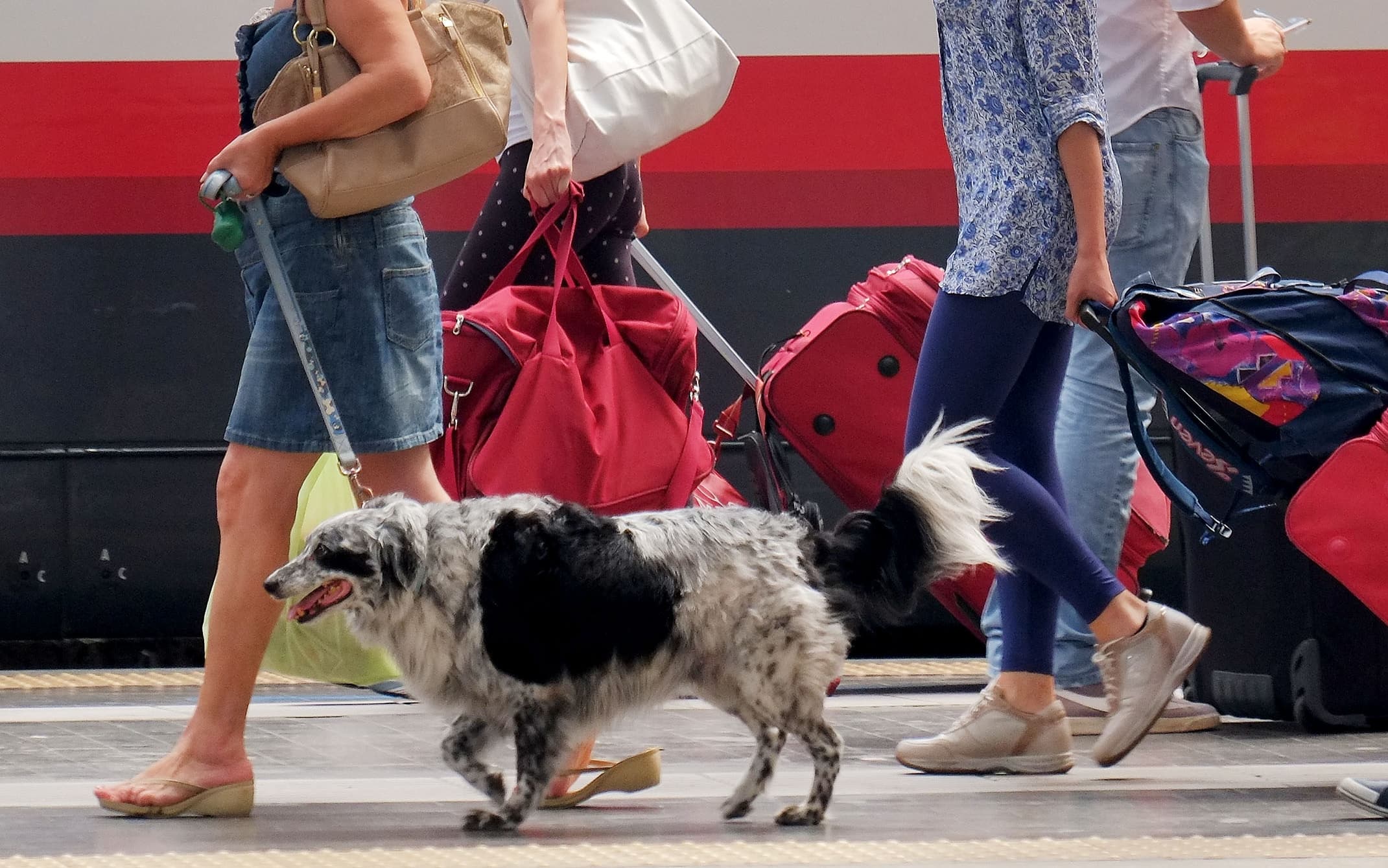 Animali in vacanza, poca sicurezza e accoglienza su mezzi di trasporto e  strutture | Sky TG24