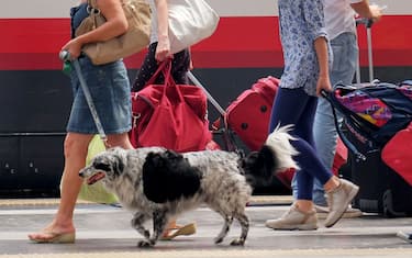 Milano - Folla in Stazione Centrale per l' esodo estivo, milanesi partono per le vacanze estive in treno verso le localita' di villegiatura, CANE IN TRENO, IN VACANZA CON LA PADRONA (Milano - 2013-08-03, Nicola Marfisi) p.s. la foto e' utilizzabile nel rispetto del contesto in cui e' stata scattata, e senza intento diffamatorio del decoro delle persone rappresentate