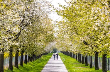 27 April 2023, Baden-WÃ¼rttemberg, Stuttgart: Two young women are jogging through a flowering avenue of trees in beautiful weather. Photo: Christoph Schmidt/dpa (Photo by Christoph Schmidt/picture alliance via Getty Images)