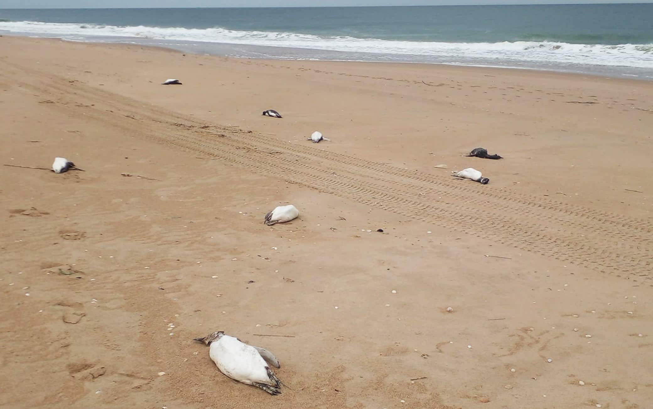 Uruguay, 5mila pinguini trovati morti sulla spiaggia a La Paloma | Sky TG24